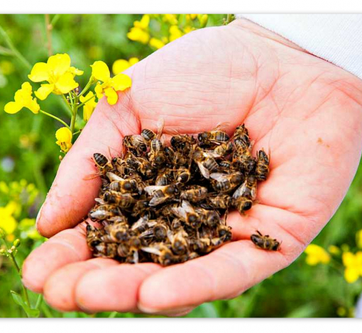 В Свердловской области участились случаи массовых отравлений медоносных пчел.